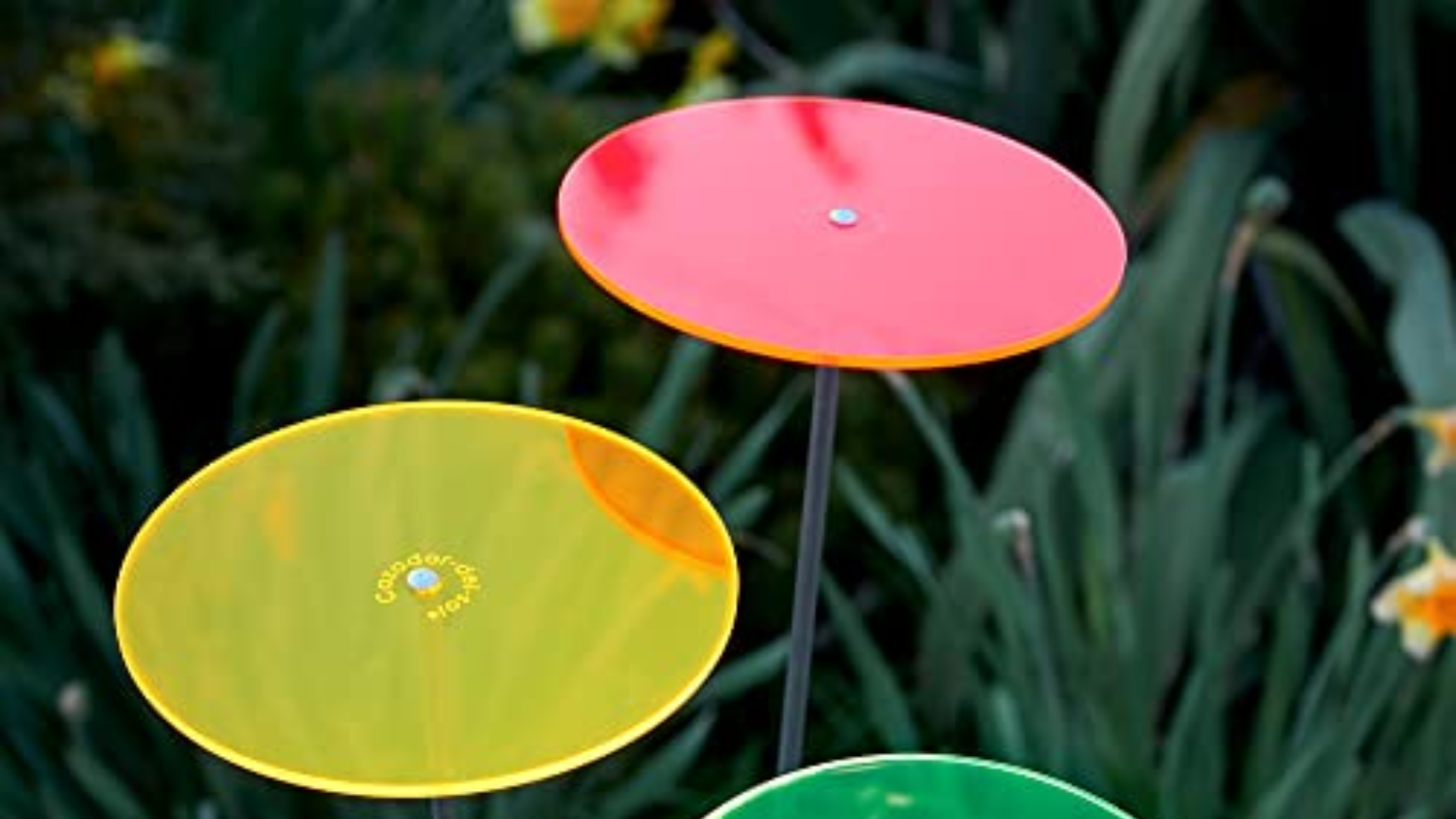 fleur de soleil 2