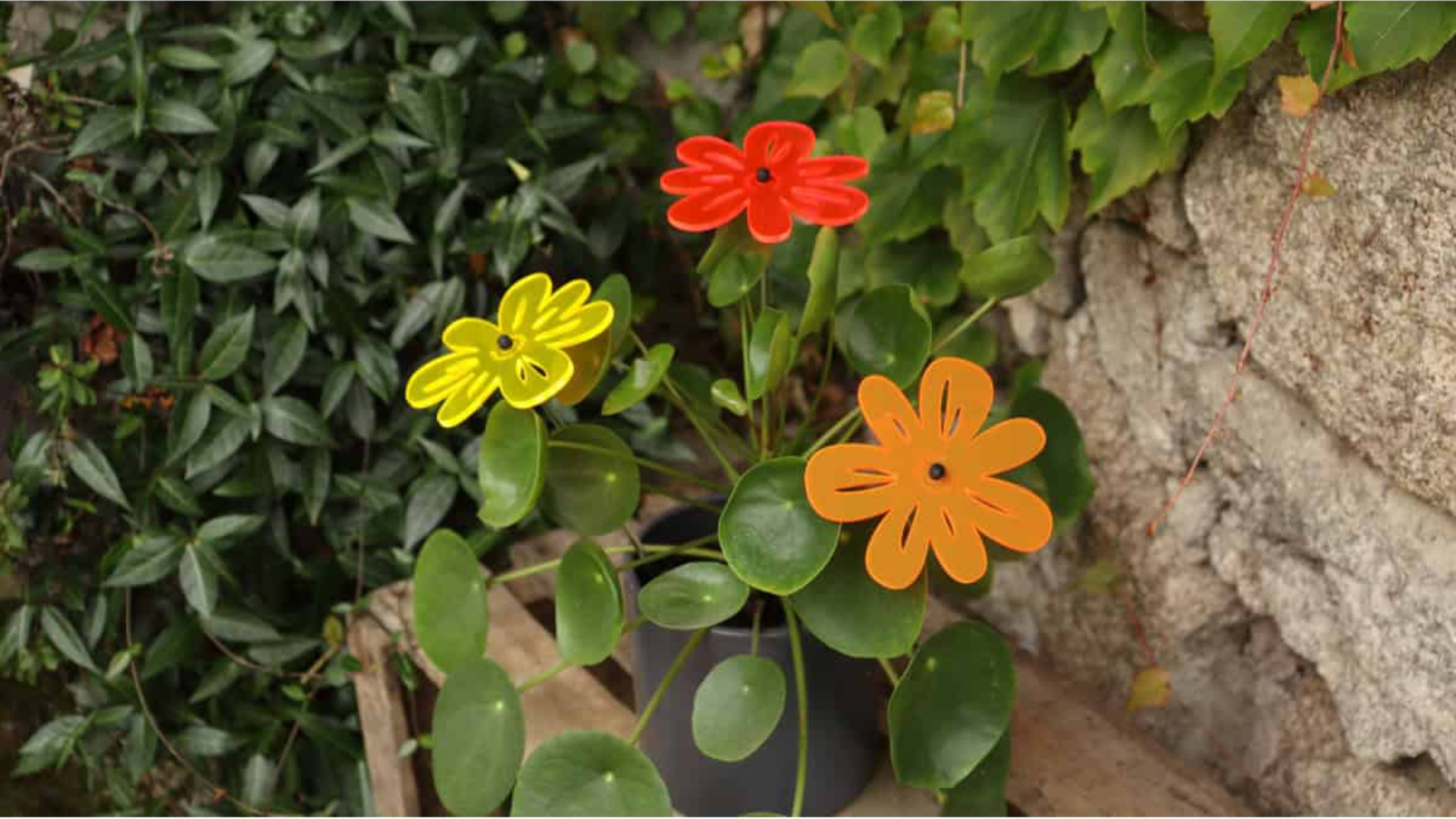 fleur de soleil 4