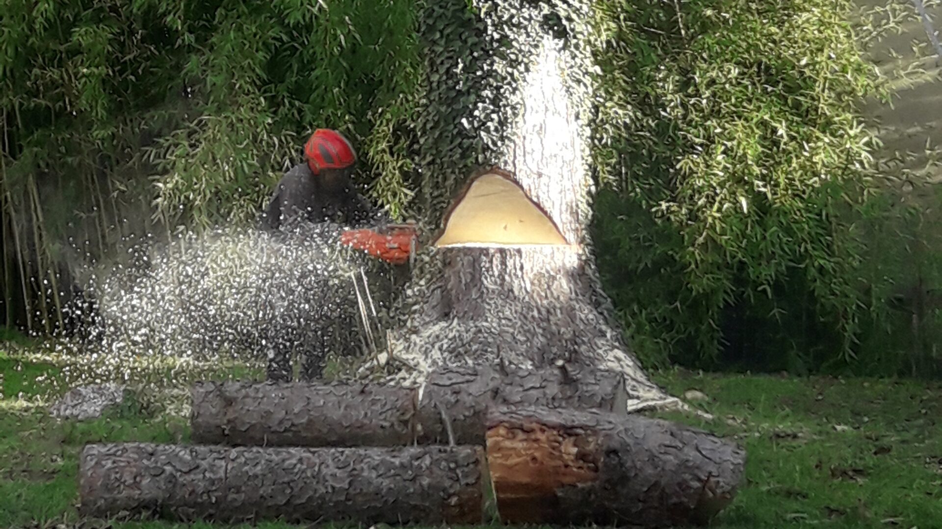Entretien de jardin roanne - abattage