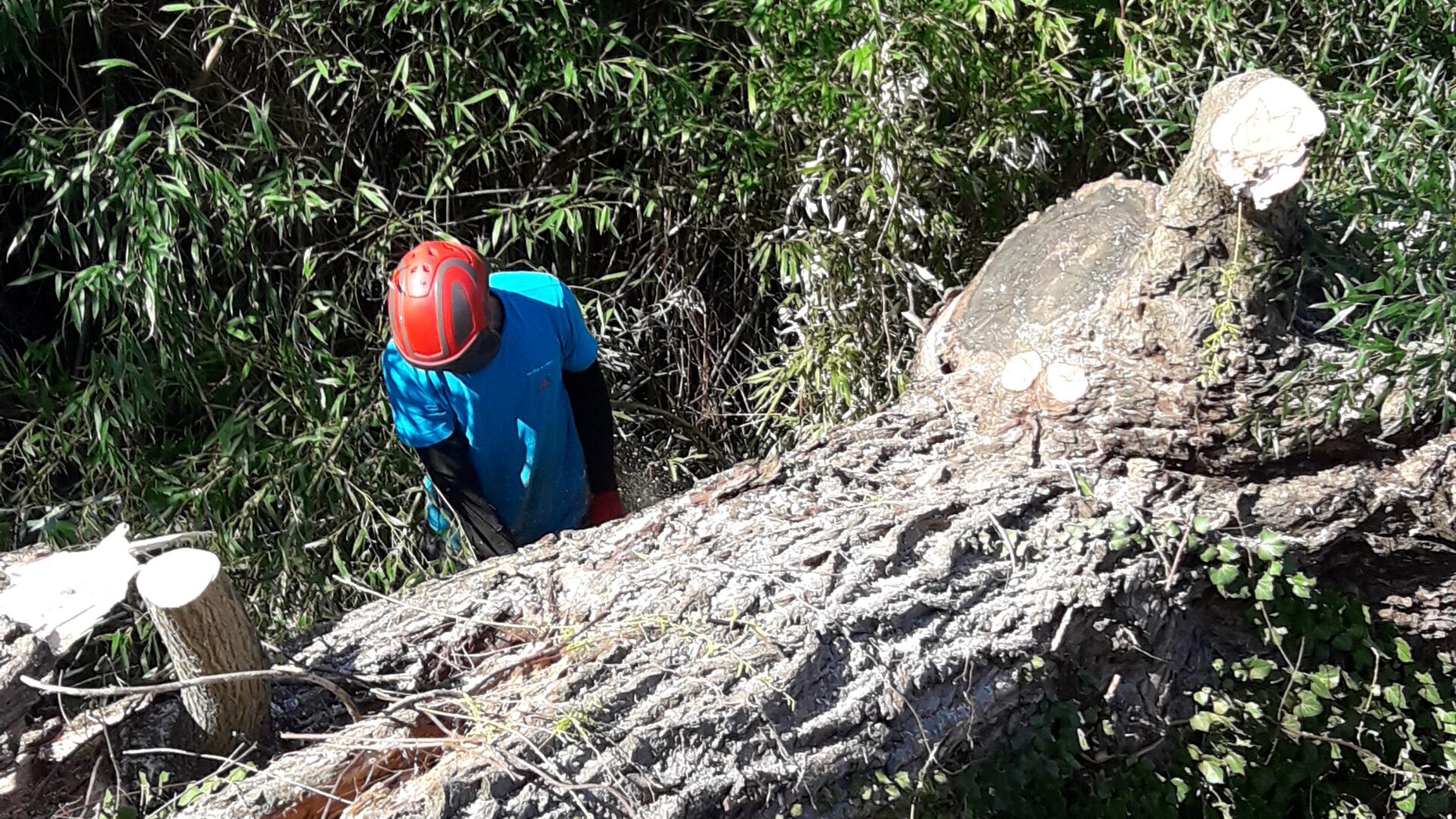 Entretien de jardin roanne - couper et enlever arbre