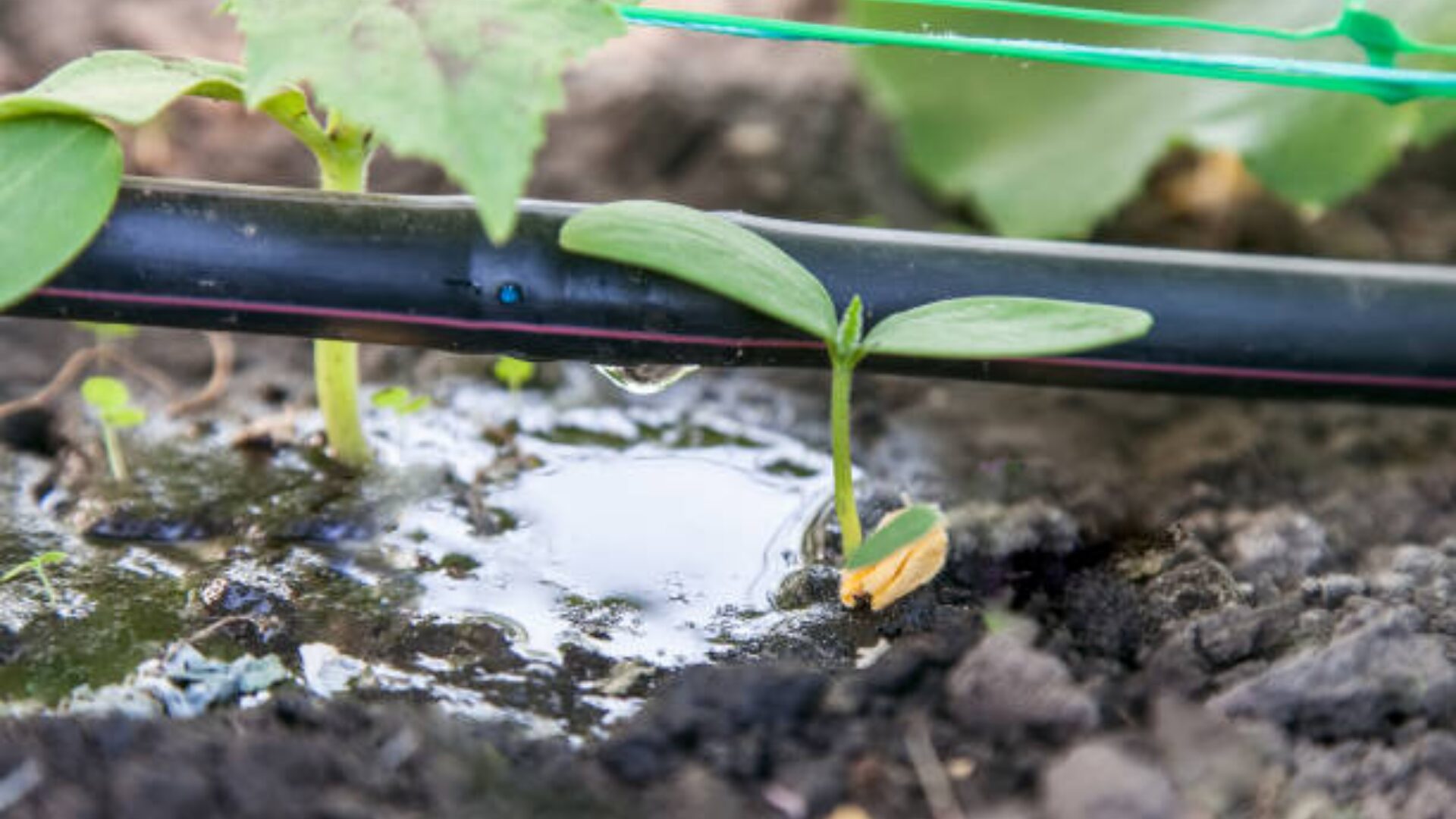 Aménagement végétal Roanne - Arrosage goutte à goutte