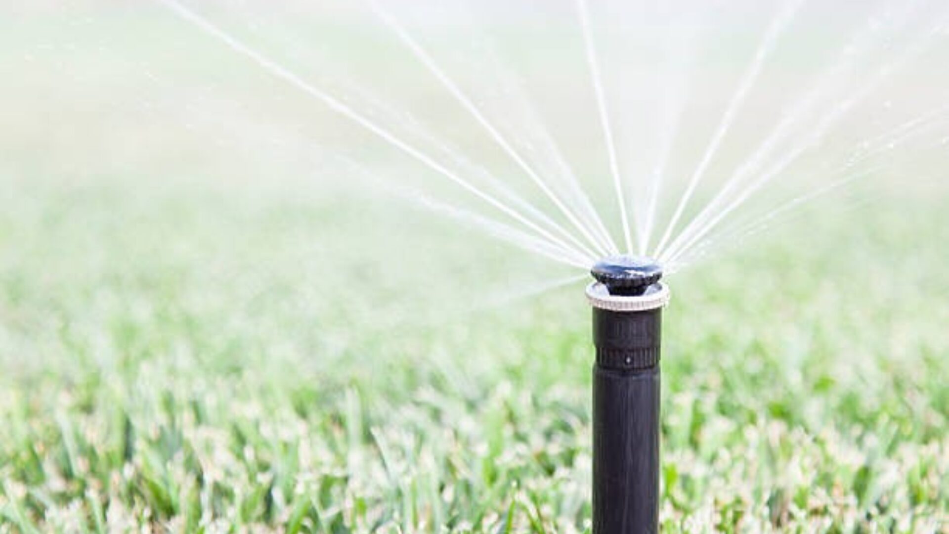 Aménagement végétal Charlieu- Arrosage jardin