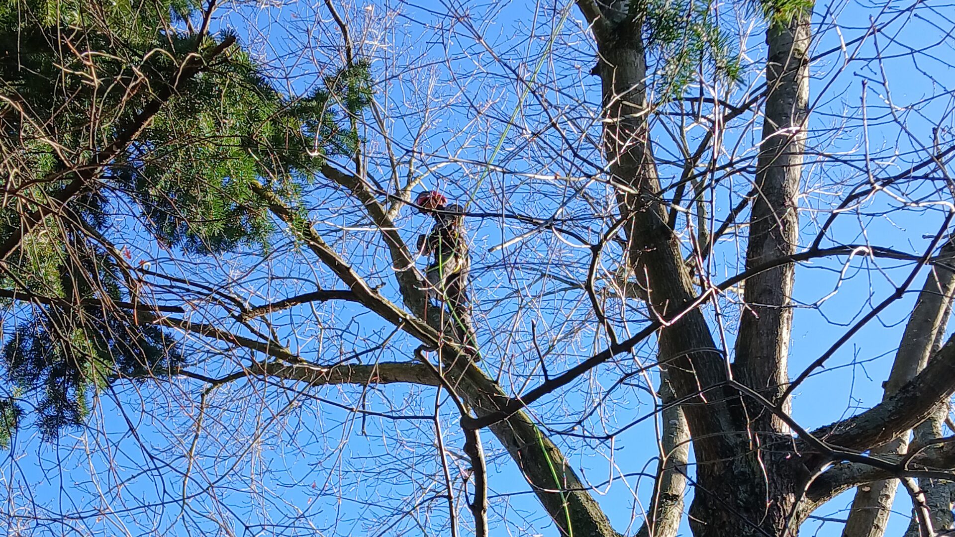 Entretien Roanne - elegage en hauteur