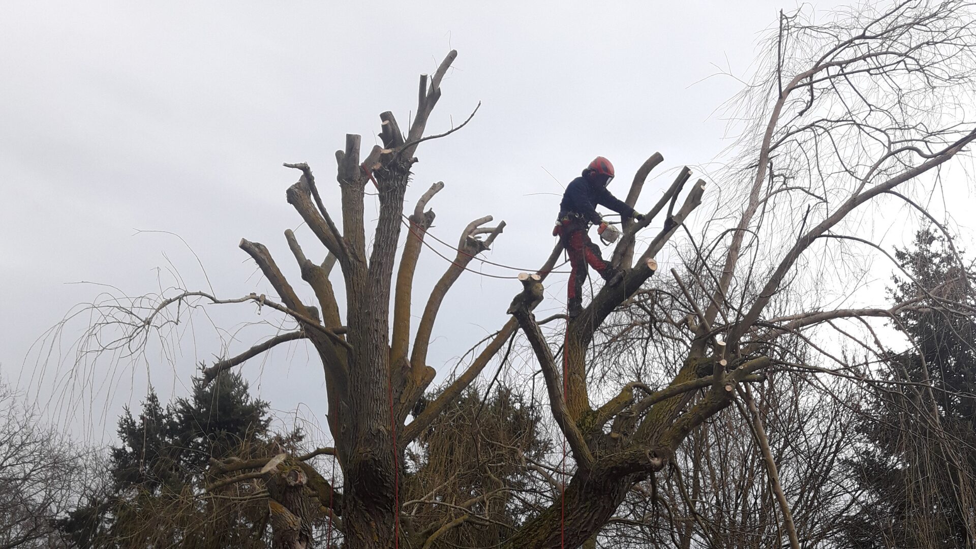 Entretien Roanne - elegage - couper les branche