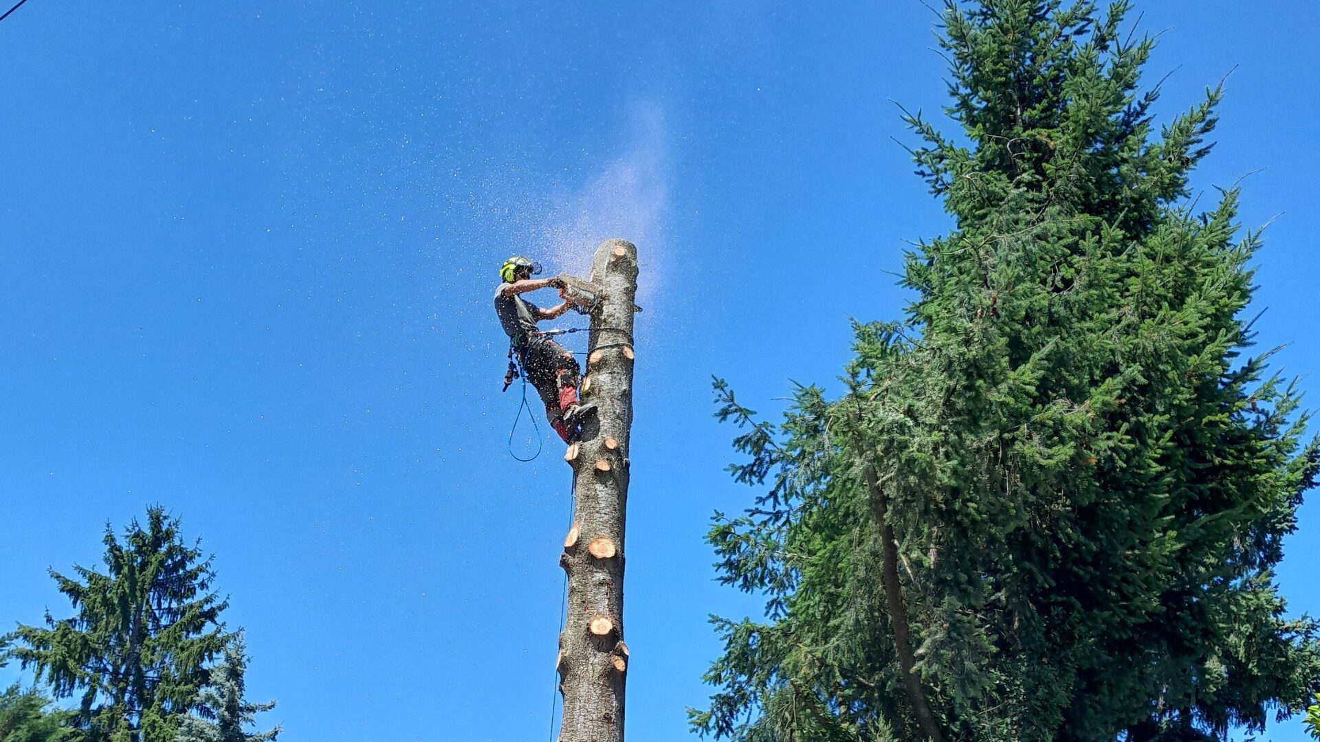 Entretien Charlieu - elegage - couper les branches de l'arbre