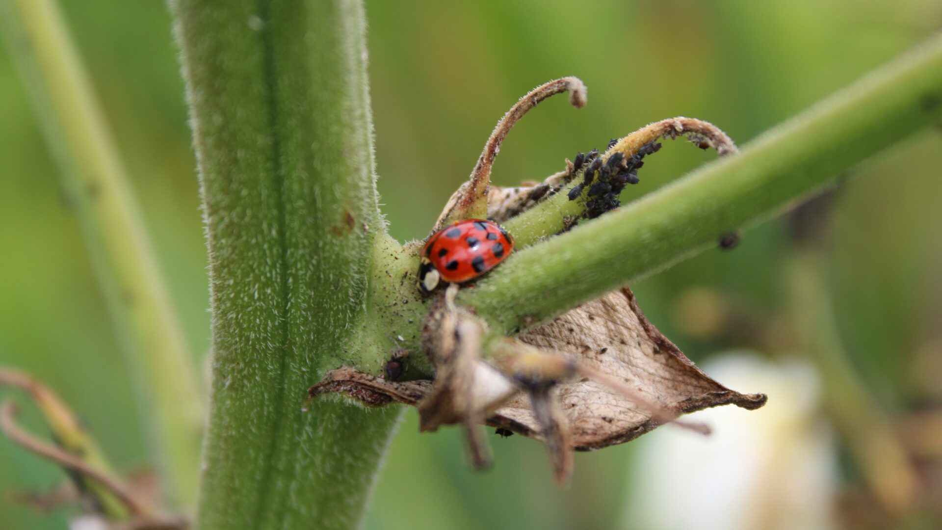 Soins de jardins Charlieu - Services écologiques et pratiques - entretien