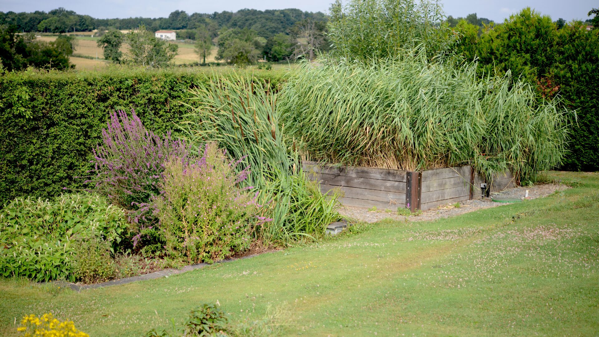 Phyto épuration Paray-le-Monial - traitement des eaux usées