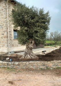 PLANTATION OLIVIER - PAYSAGISTE ROANNE PARAY