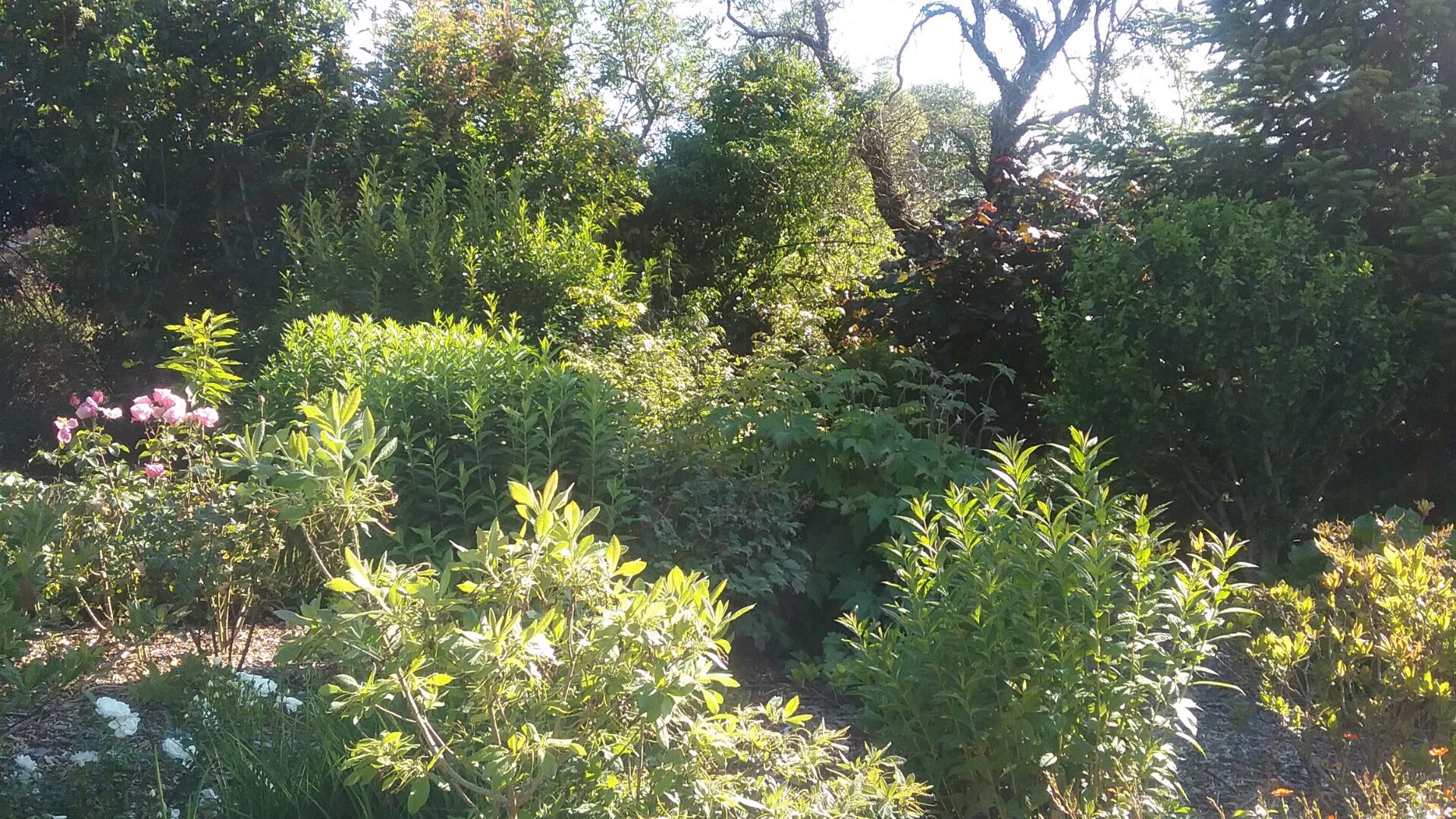 Taille des haies et arbustes Charlieu -biodiversité