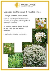 Composition végétale Charlieu - palette végétale